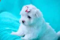 APRI registered Denali, a female Maltese for sale in San Marcos, TX – Photo 2 of 6