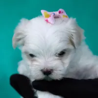 APRI Denali, a female Maltese for sale in San Marcos, TX – Photo 3 of 5