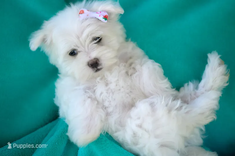APRI registered Denali – Maltese puppy for sale in San Marcos, TX