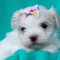 APRI registered Denali, a female Maltese for sale in San Marcos, TX – Photo 5 of 6