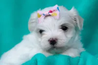 APRI Denali, a female Maltese for sale in San Marcos, TX – Photo 2 of 5