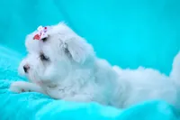 APRI registered Denali, a female Maltese for sale in San Marcos, TX – Photo 3 of 6