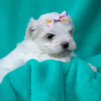 APRI registered Denali, a female Maltese for sale in San Marcos, TX – Photo 6 of 6