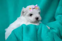 APRI Denali, a female Maltese for sale in San Marcos, TX – Photo 5 of 5