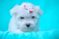 APRI registered Denali, a female Maltese for sale in San Marcos, TX – Photo 1 of 6