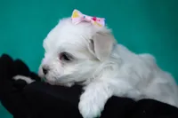 APRI Denali, a female Maltese for sale in San Marcos, TX – Photo 4 of 5