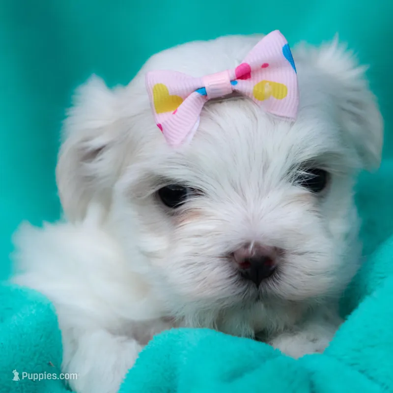 APRI Denali, a female Maltese for sale in San Marcos, TX – Photo 1 of 5