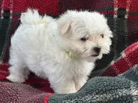 APRI registered Ziggy, a male Maltese for sale in San Marcos, TX – 2 of 4