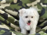 APRI registered Milo, a male Maltese for sale in San Marcos, TX – 2 of 3