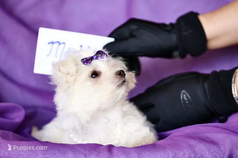 APRI registered Mochi – Maltese puppy for sale in San Marcos, TX