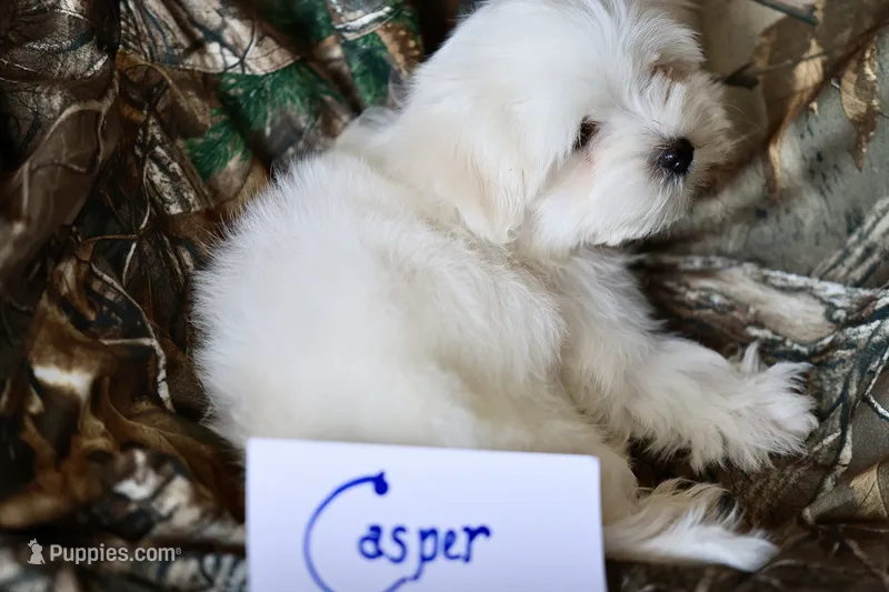 APRI reigstered Casper – Maltese puppy for sale in San Marcos, TX