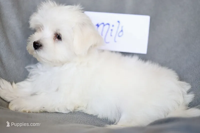 APRI registered Milo – Maltese puppy for sale in San Marcos, TX