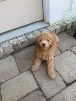 Pupppp, a male Aussiedoodle and Poodle - Toy  for sale in Destin, FL – 2 of 3