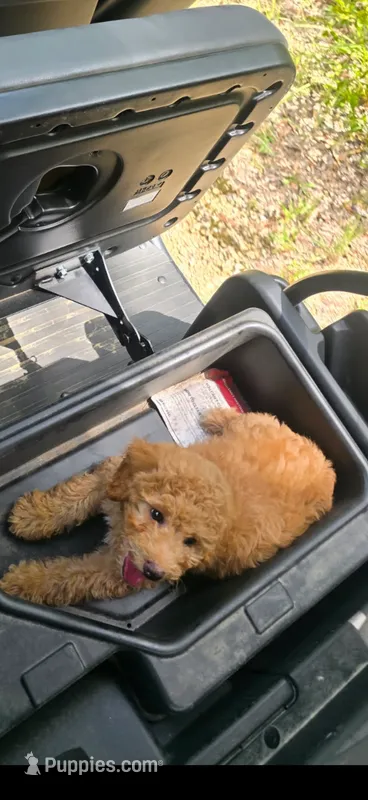 Pupppp – Aussiedoodle, Poodle - Toy  puppy for sale in Destin, FL