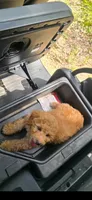 Pupppp, a male Aussiedoodle and Poodle - Toy  for sale in Destin, FL – 1 of 3