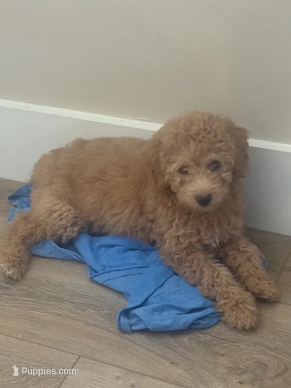 Ci – Aussiedoodle, Poodle - Toy  puppy for sale in Destin, FL