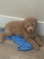 Pupppp, a male Aussiedoodle and Poodle - Toy  for sale in Destin, FL – 3 of 3