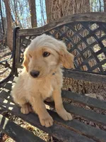 Blue collar, a male Goldendoodle for sale in Walhalla, SC – Photo 3 of 4