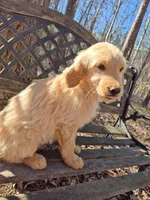 Blue collar, a male Goldendoodle for sale in Walhalla, SC – Photo 1 of 4