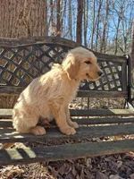 Blue collar, a male Goldendoodle for sale in Walhalla, SC – Photo 4 of 4