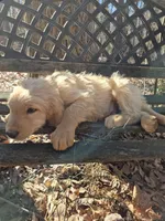 Blue collar, a male Goldendoodle for sale in Walhalla, SC – Photo 2 of 4
