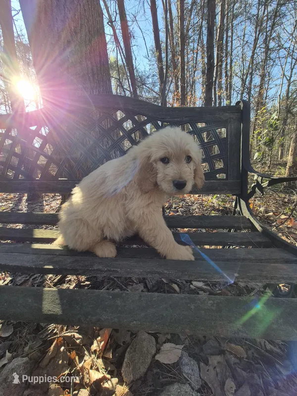 Dark Green Collar  – Goldendoodle puppy for sale in Walhalla, SC