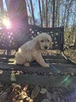 Dark Green Collar , a male Goldendoodle for sale in Walhalla, SC – Photo 1 of 3