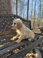 Dark Green Collar , a male Goldendoodle for sale in Walhalla, SC – Photo 3 of 3