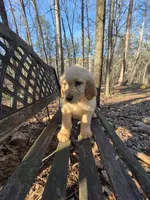 Dark Green Collar , a male Goldendoodle for sale in Walhalla, SC – Photo 2 of 3
