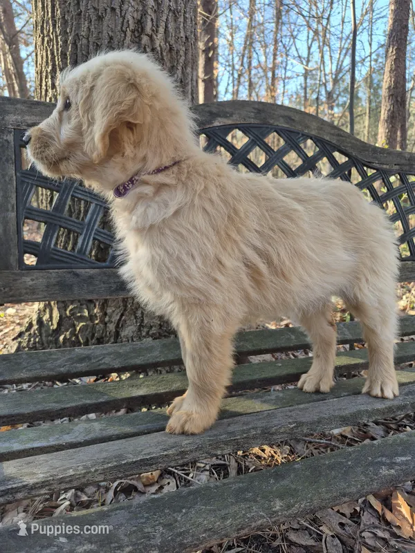 Purple Collar – Goldendoodle puppy for sale in Walhalla, SC