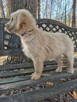 Purple Collar, a female Goldendoodle for sale in Walhalla, SC – Photo 1 of 3