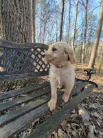 Purple Collar, a female Goldendoodle for sale in Walhalla, SC – Photo 3 of 3