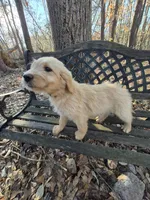 Purple Collar, a female Goldendoodle for sale in Walhalla, SC – Photo 2 of 3