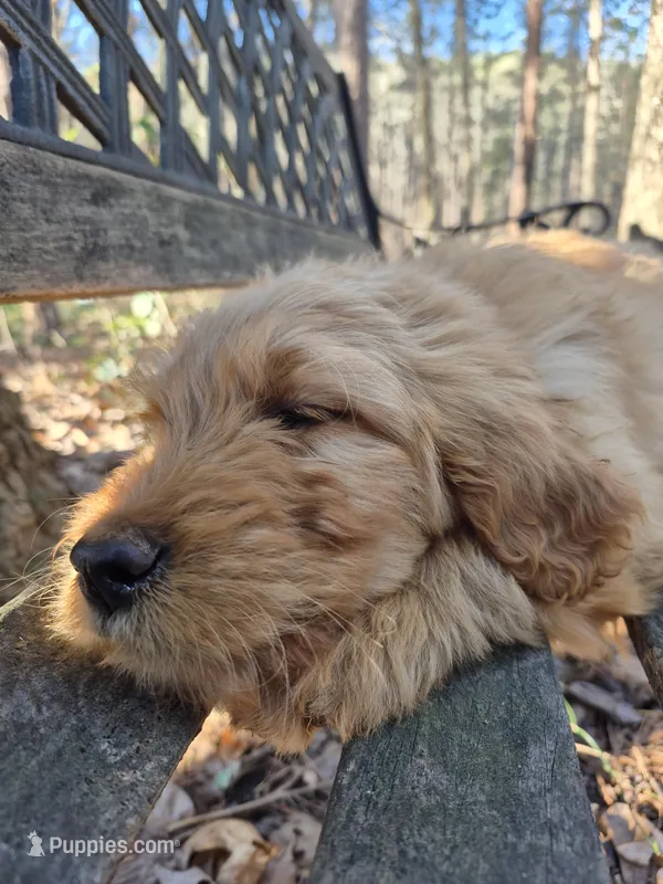 Red Collar – Goldendoodle puppy for sale in Walhalla, SC