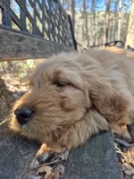Red Collar, a male Goldendoodle for sale in Walhalla, SC – Photo 1 of 3