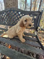Red Collar, a male Goldendoodle for sale in Walhalla, SC – Photo 2 of 3