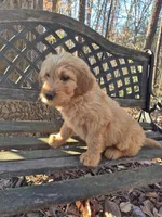 Red Collar, a male Goldendoodle for sale in Walhalla, SC – Photo 3 of 3