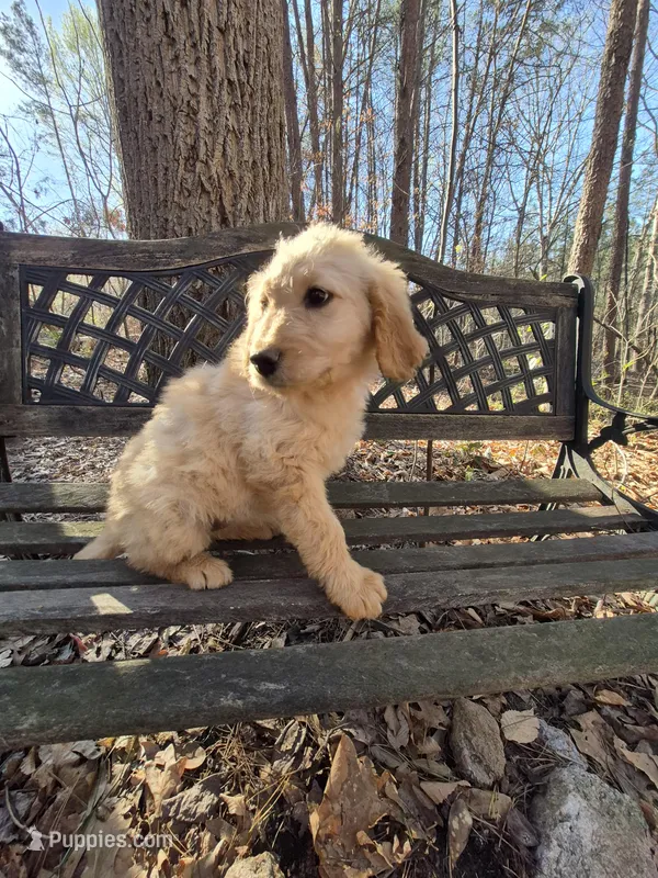 Pink collar – Goldendoodle puppy for sale in Walhalla, SC