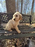 Pink collar, a female Goldendoodle for sale in Walhalla, SC – Photo 1 of 4