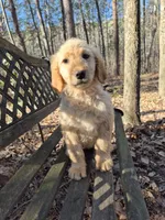 Pink collar, a female Goldendoodle for sale in Walhalla, SC – Photo 2 of 4
