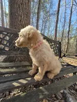 Pink collar, a female Goldendoodle for sale in Walhalla, SC – Photo 3 of 4