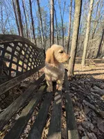 Pink collar, a female Goldendoodle for sale in Walhalla, SC – Photo 4 of 4
