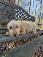 Teal Collar, a female Goldendoodle for sale in Walhalla, SC – Photo 1 of 3