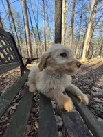 Teal Collar, a female Goldendoodle for sale in Walhalla, SC – Photo 3 of 3