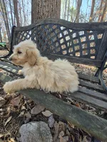 Teal Collar, a female Goldendoodle for sale in Walhalla, SC – Photo 2 of 3