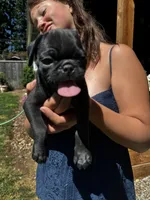 Tank, a male Pug for sale in Enumclaw, WA – 6 of 7