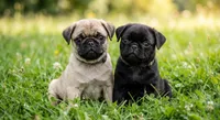 Tank, a male Pug for sale in Enumclaw, WA – 7 of 7