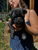 Tank, a male Pug for sale in Enumclaw, WA – 5 of 7