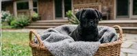 Tank, a male Pug for sale in Enumclaw, WA – 1 of 7