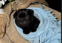 Tank, a male Pug for sale in Enumclaw, WA – 3 of 7